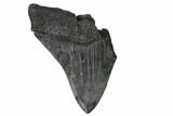 Partial Megalodon Tooth - South Carolina #148719-1